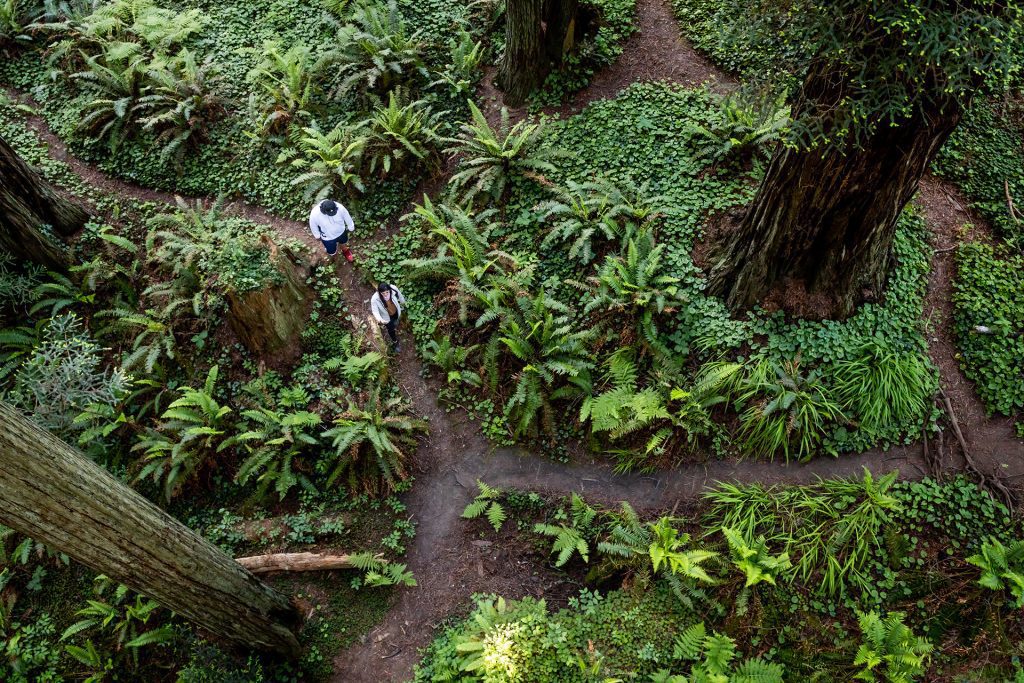 looking down from above at the forest floor paths with people walking