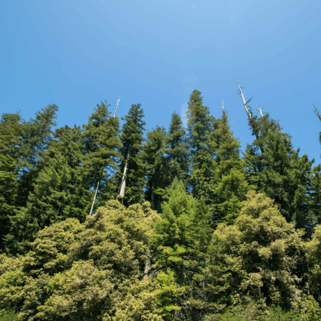Tall green trees with blue sky