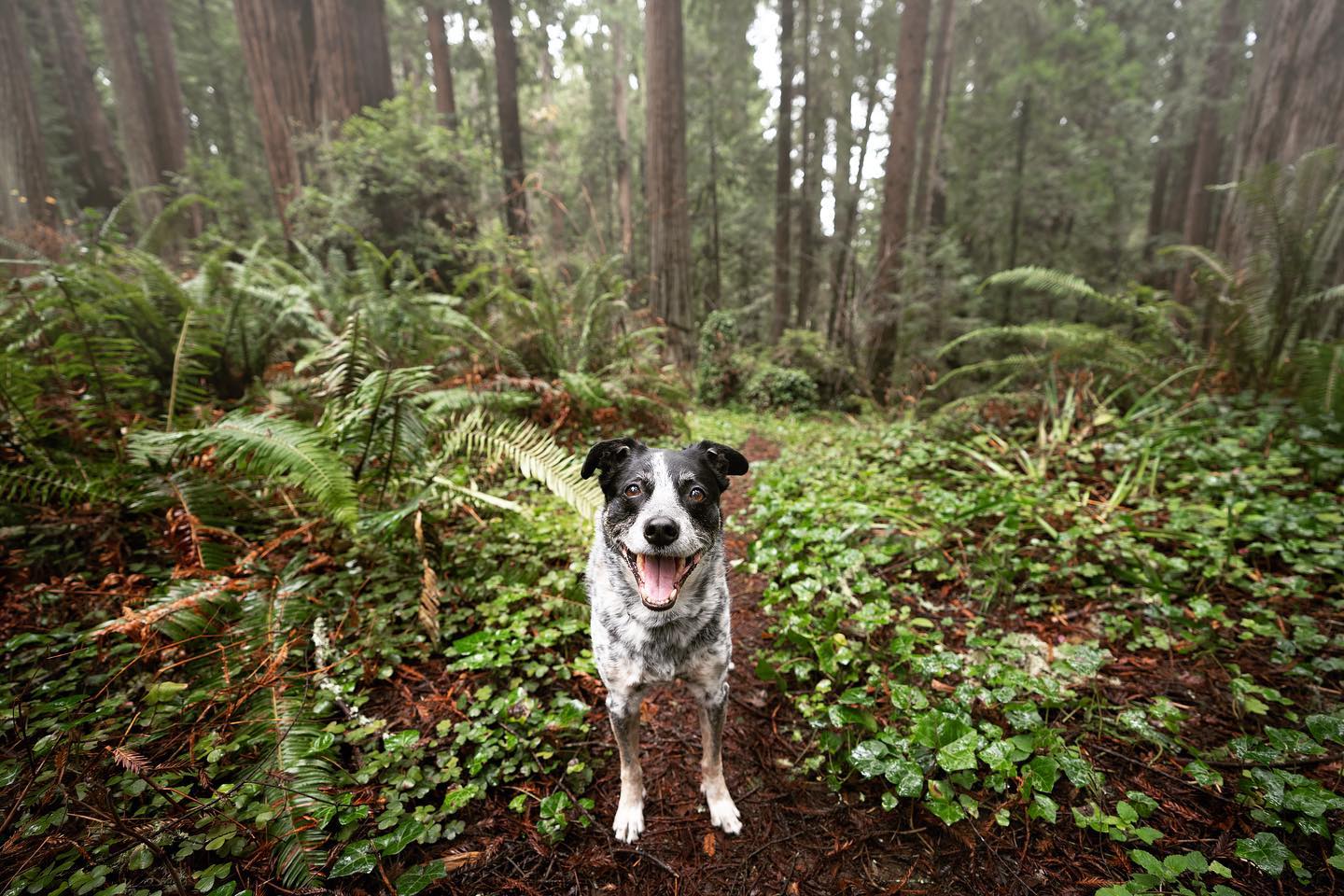 Dog looking at the camera while in the forest
