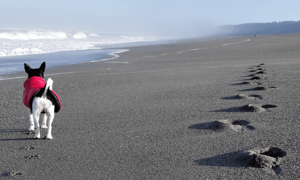 small dog with jacket walking along sand with footprints on the beach