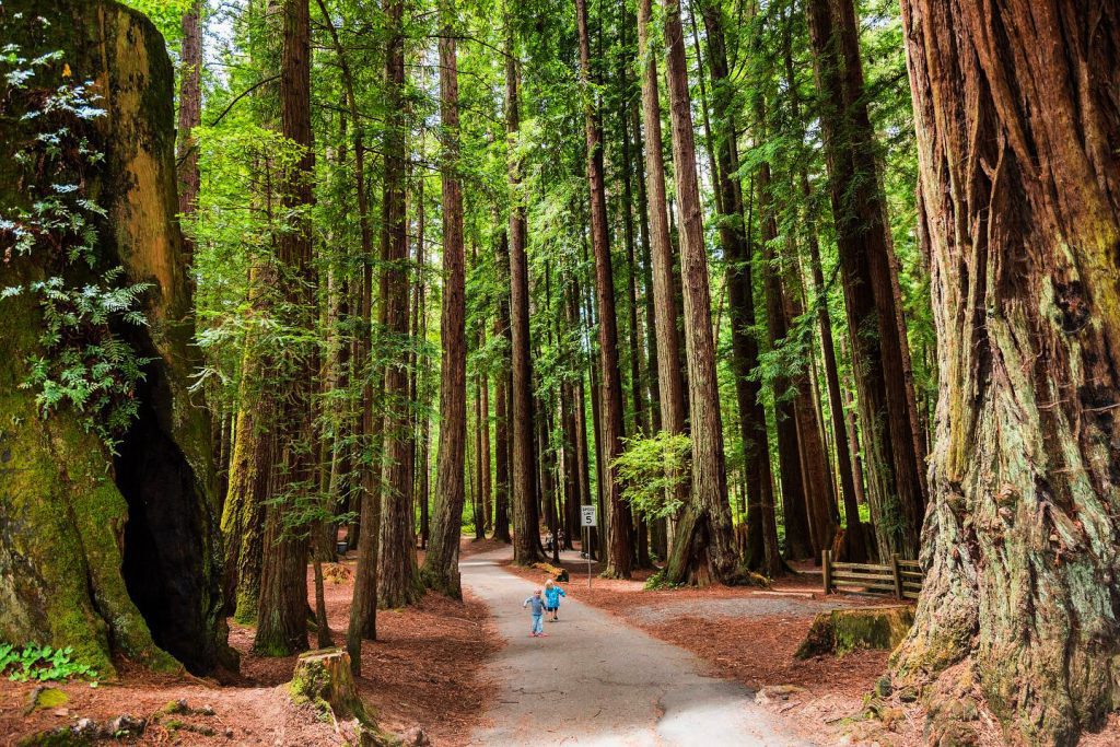 Little kids walking along redwood trees